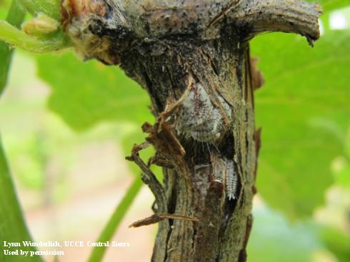 Adult Gill's mealybugs, <i>Ferrisia gilli</i>, sheltering under the bark of a grape trunk.