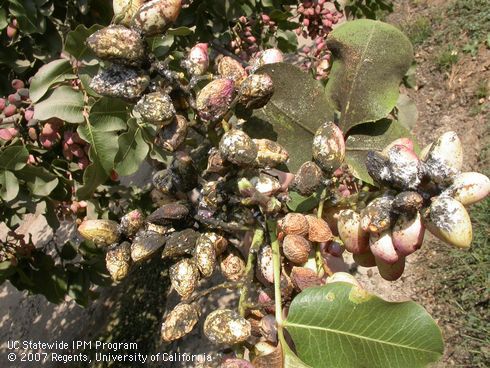 Pistachio clusters heavily contaminated with Gill's mealybug, <I>Ferrisia gilli,</I> honeydew, and sooty mold. 