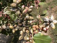 Pistachio clusters heavily contaminated with Gill's mealybug, Ferrisia gilli, honeydew, and sooty mold.