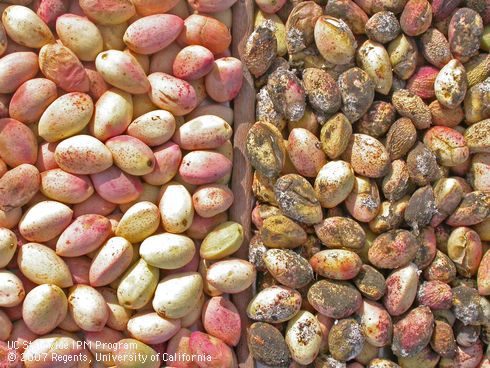 Pistachio nuts from uninfested trees (left) and trees infested with Gill's mealybug, <I>Ferrisia gilli.</I> .