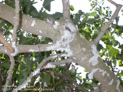 In fall, Gill's mealybugs aggregate on the trunk and main scaffolds, where they give the surface a white, bearded appearance. 