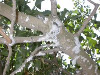 In fall, Gill's mealybugs aggregate on the trunk and main scaffolds, where they give the surface a white, bearded appearance.