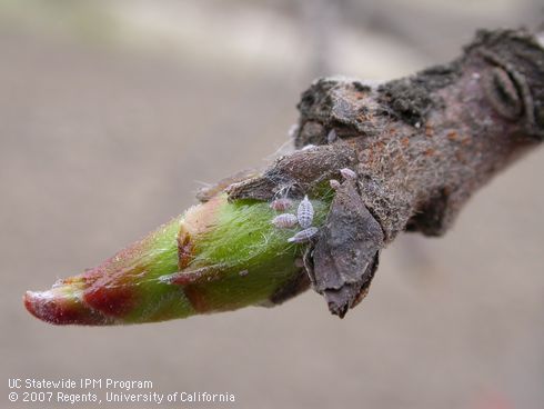 During budbreak mealybugs migrate to and begin feeding on the swelling bud and developing shoot. 