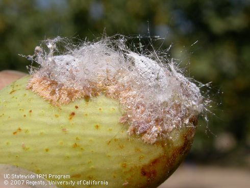 During the summer adult female Gill's mealybugs produce large numbers of crawlers that aggregate and feed near their mothers. 