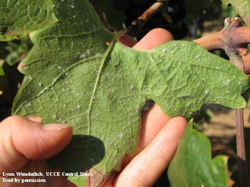 Crawlers of Gill's mealybug, <i>Ferrisia gilli</i>, on the surface of a grape leaf.