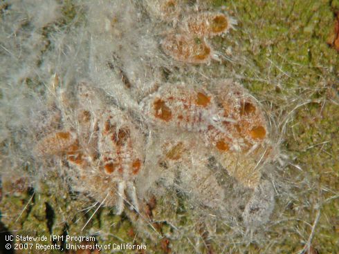 Parasitized Gill's mealybugs swell and turn yellow (lower right). Later they turn amber brown. Most of these mealybug mummies have exit holes chewed by emerging adult parasites.