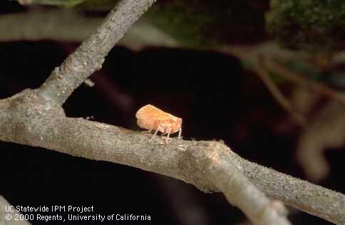 Side view of a Fulgoroidea planthopper adult on a coast live oak twig.