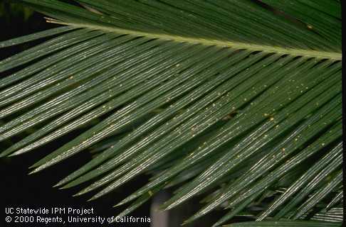 Yellow spotting on a palm frond caused by feeding of cycad scale, <i>Furchadaspis zamiae</i>.