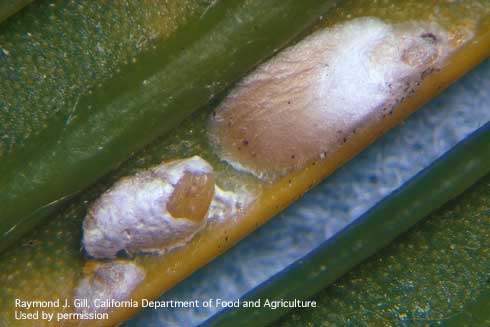 Various instars of female cycad scales, <i>Furchadaspis zamiae,</i> on sago palm.