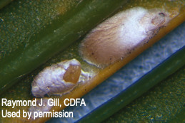 Cycad scale nymphs (left) and adult female.