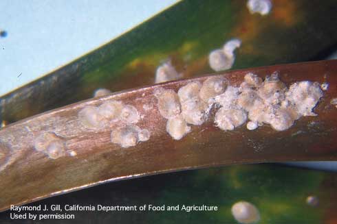 Cycad scale, <i>Furchadaspis zamiae.</i>.