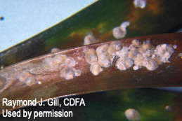 Cycad scale nymphs and adult females.