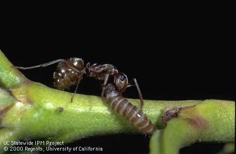 Adult gray ant.