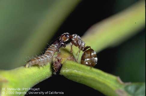 Adult California gray ant or field ant, <i>Formica aerata,</i> attacking a third-instar of peach twig borer, <i>Synanthedon exitiosa.</i>.