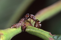 Adult California field ant or gray ant, Formica aerata, killing a caterpillar.