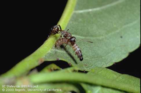 Adult gray ant.