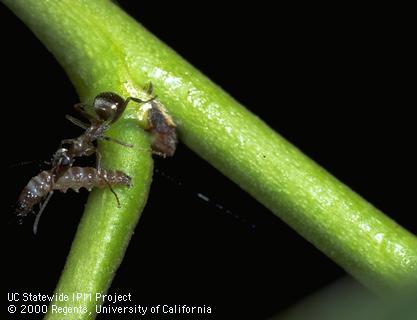 Gray ant, Formica aerata, attacking a third instar peach twig borer larva.