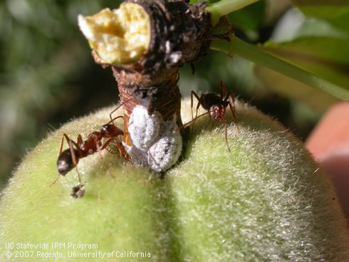 Native gray ants, <I>Formica aerata,</I> attacking Gill's mealybugs.  