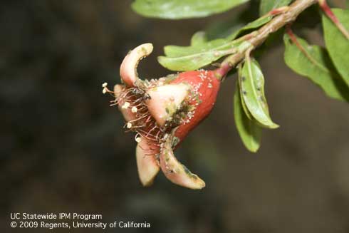 Aphids on pomegranate flower being tended by native gray ants, <i>Formica aerata.</i>.