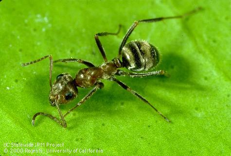 Adult native gray ant.