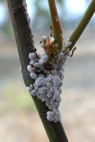 Ants tending vine mealybugs on a grapevine.