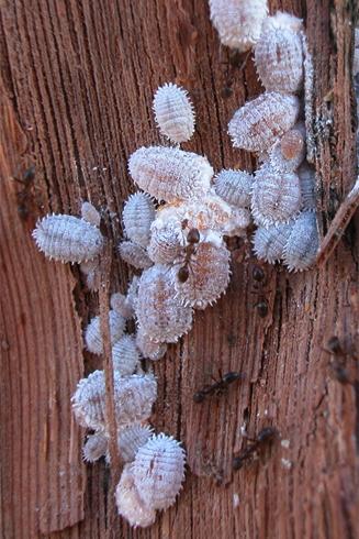 Ants tending vine mealybugs, <i>Planococcus ficus</i>, on grape bark.