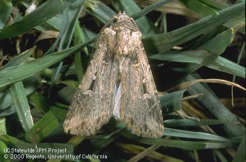 Granulate cutworm adult.