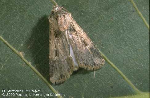 Granulate cutworm adult.