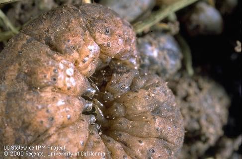 Characteristc dark cones on granulate cutworm larva skin.