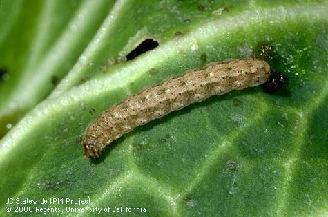 Granulate cutworm larva.