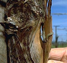 Cutworm under bark