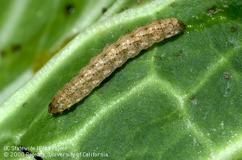 Larva of granulate cutworm.