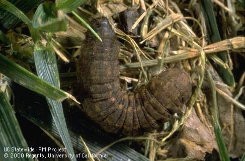 Granulate cutworm larva on fescue grass and thatch.