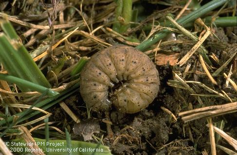 Mature granulate cutworm larva.