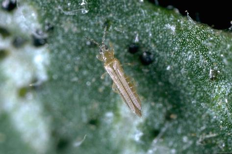 Adult western flower thrips, <i>Frankliniella occidentalis</I>.