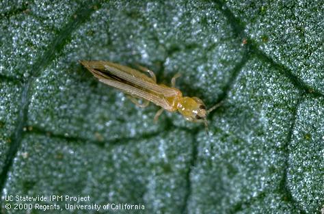 Adult western flower thrips.