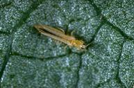 Western flower thrips adult