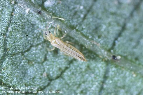 Adult western flower thrips.