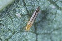 Western flower thrips adult