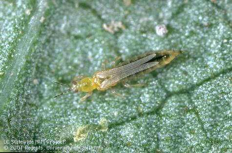 Western flower thrips adult.