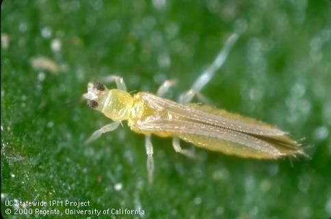 Adult western flower thrips.