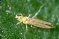 Adult western flower thrips.