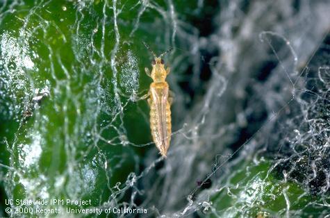 Adult western flower thrips.