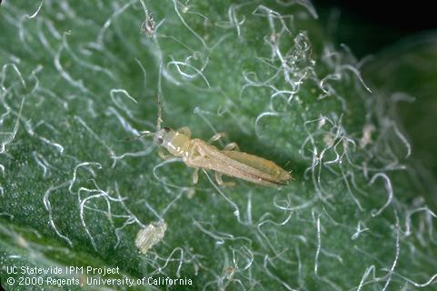 Adult western flower thrips, <i>Frankliniella occidentalis</i>.