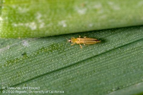 Adult western flower thrips.