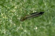 Adult Western flower thrips