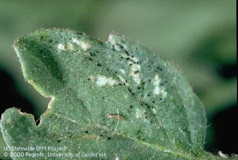 Black feces (left) and white feeding scars of western flower thrips, <i>Frankliniella occidentalis</i>.