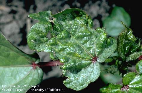 Crop damaged by western flower thrips.