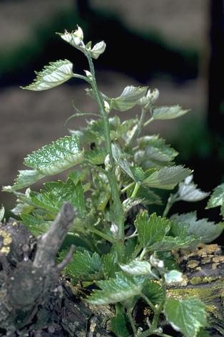 Crop damaged by western flower thrips.