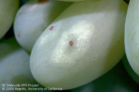 Crop damaged by western flower thrips.